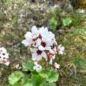 Boykinia richardsonii. Crowded spike of white/pale pink flowers.